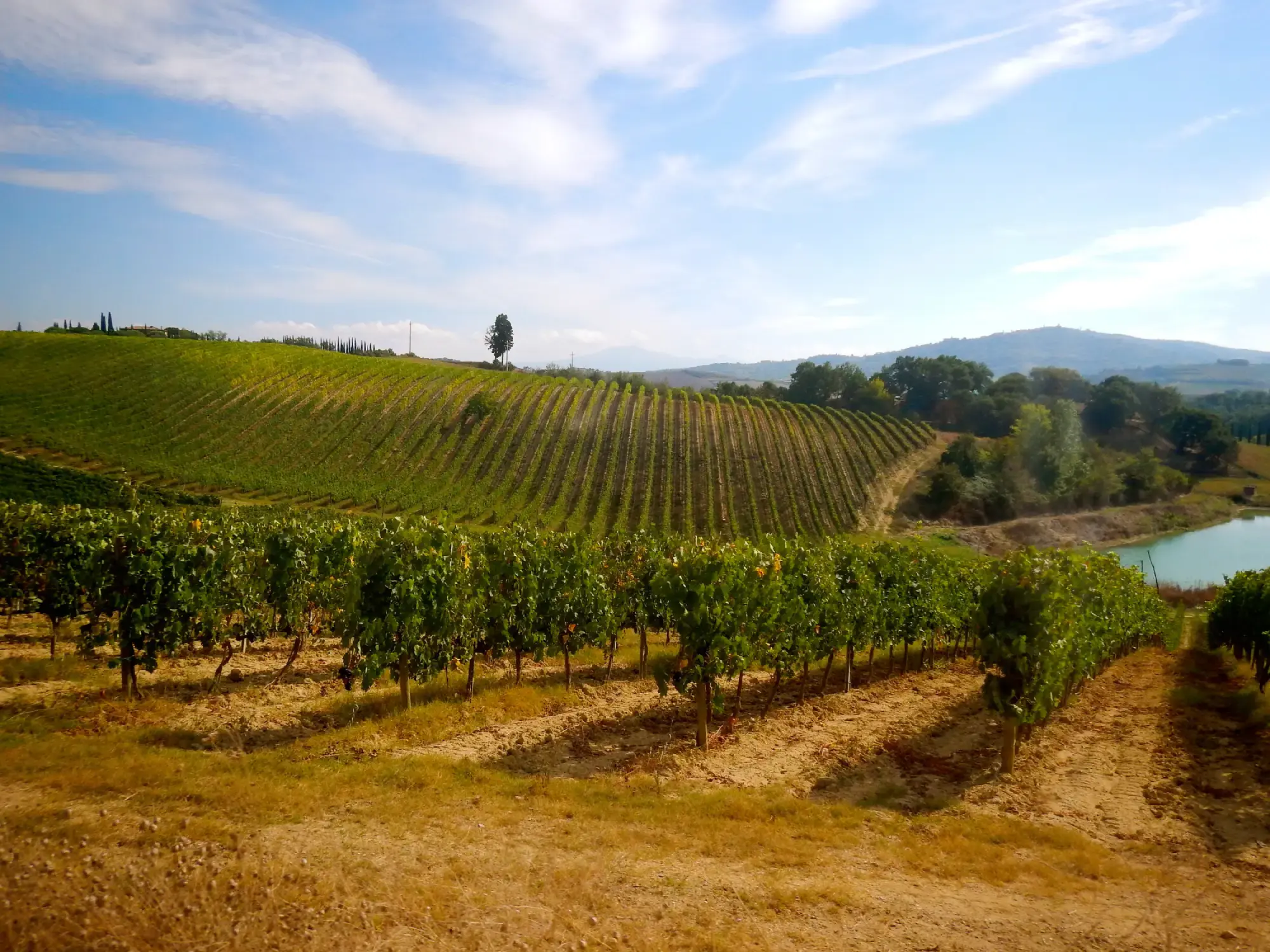 <span>Take a vineyard tour in the Tuscan countryside</span>