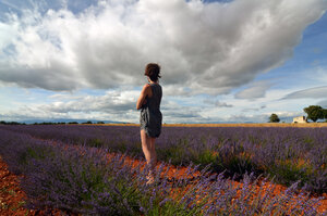 Lavendar Fields