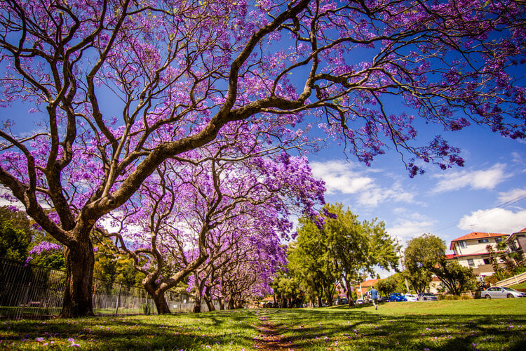 <span>Buenos Aires is a very green city with lots of parks and trees growing on almost every block. Find a shady spot to study, relax, or people watch. The oldest tree is the </span><em>gomero de la recoleta</em><span> - a rubber tree planted around 1790. There is mysticism in its shade, when you ponder all it has witnessed. Other trees to look for are the </span><em>palo borracho</em><span> (drunken tree) with pink flowers and a “beer-belly” trunk that stores water when it’s plentiful, and the </span><em>jacarandas </em><span>with their gorgeous purple flowers</span>