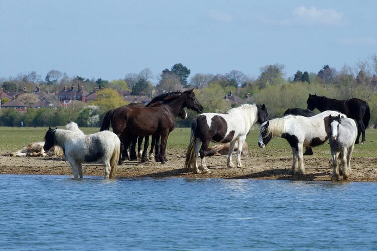 <span>Port Meadow was once a Bronze Age burial ground, but is now an expansive park, famous for its colorful wildflowers and native ponies. This is a beautiful place for a stroll and picture taking</span>