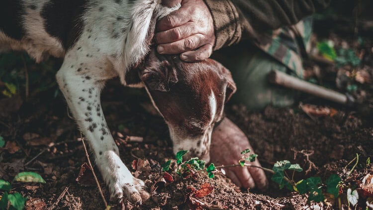 <span>Go truffle hunting with an expert and his dogs in the woods around Rome</span>